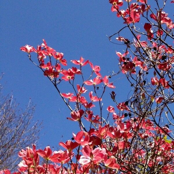 Cornus florida Hábitos