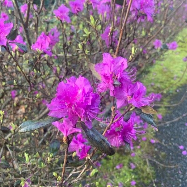 Rhododendron dauricum ᱵᱟᱦᱟ