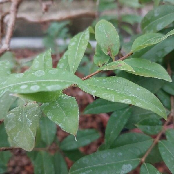 Plinia cauliflora Leaf