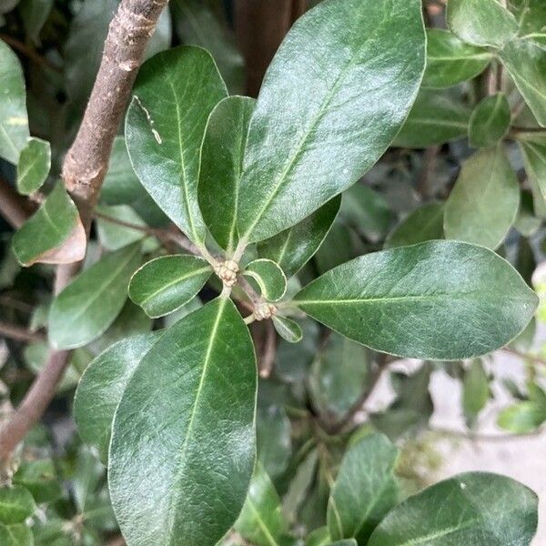 Pittosporum crassifolium Лист