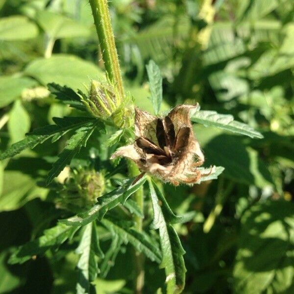 Hibiscus cannabinus ᱡᱚ