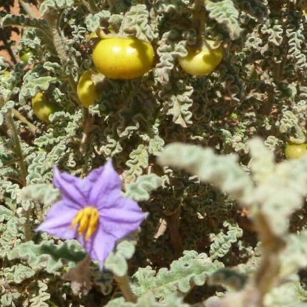 Solanum elaeagnifolium Kvet