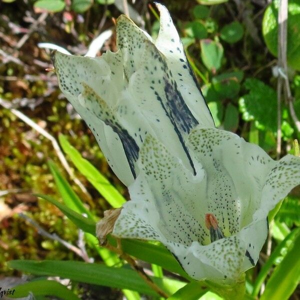 Gentiana algida Žiedas