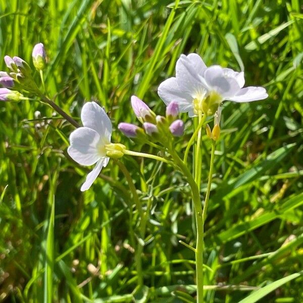 Cardamine pratensis Облик