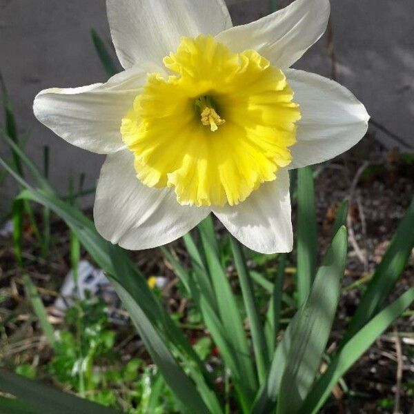 Narcissus pseudonarcissus Flower