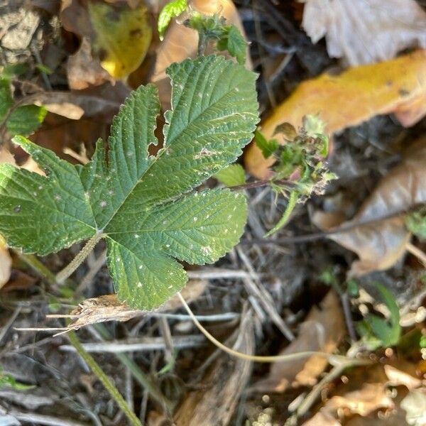 Humulus scandens Folla