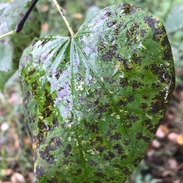 Tilia platyphyllos Blad