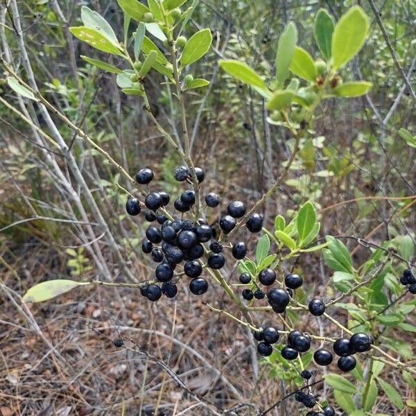 Ilex glabra Frukt