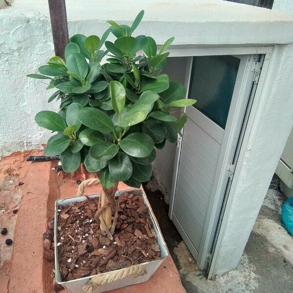 Ficus microcarpa Blad