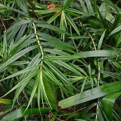 Freycinetia cumingiana List