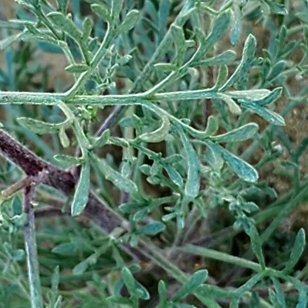 Artemisia scoparia Blatt