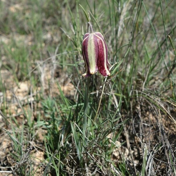 Fritillaria lusitanica Цвят