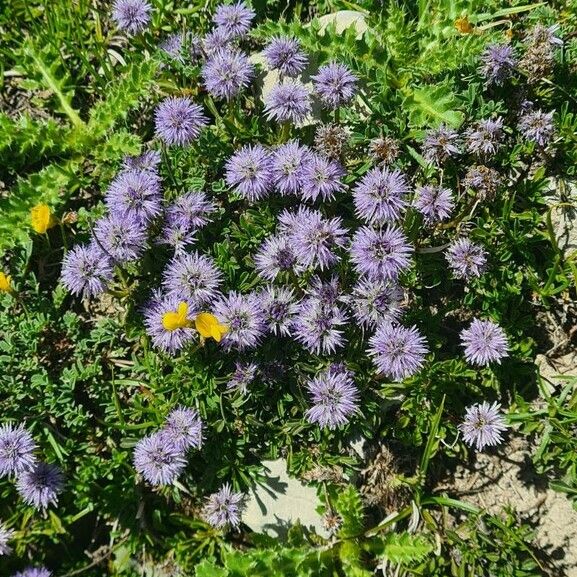 Globularia repens Flower