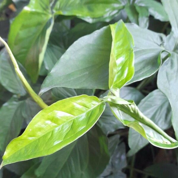 Syngonium podophyllum Levél