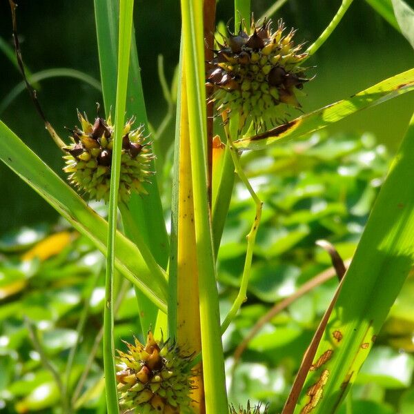 Sparganium erectum Habit