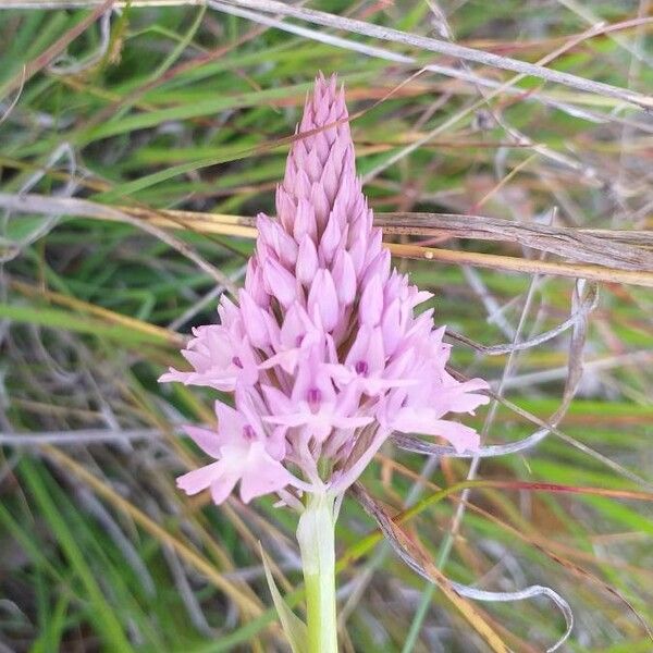 Anacamptis pyramidalis Кветка