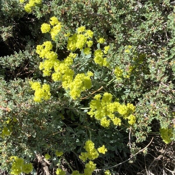 Eriogonum umbellatum Цвят