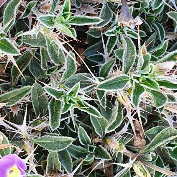 Barleria delamerei Leaf