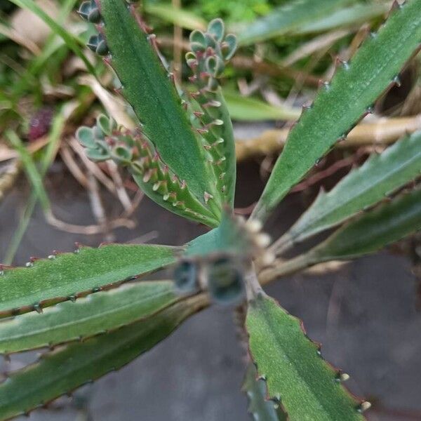 Kalanchoe × houghtonii Hostoa