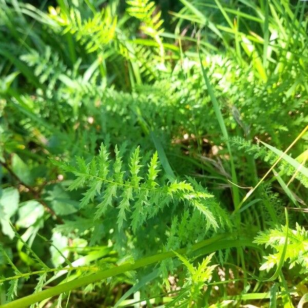 Filipendula vulgaris Leaf