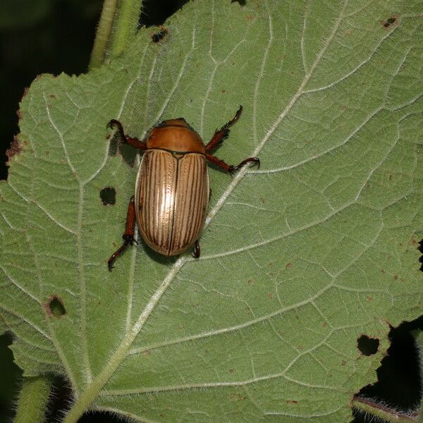 Hyptis suaveolens Ліст