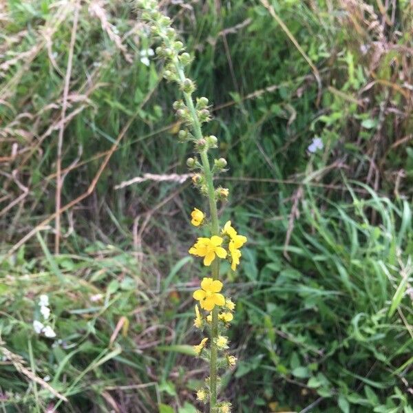 Agrimonia eupatoria Virág