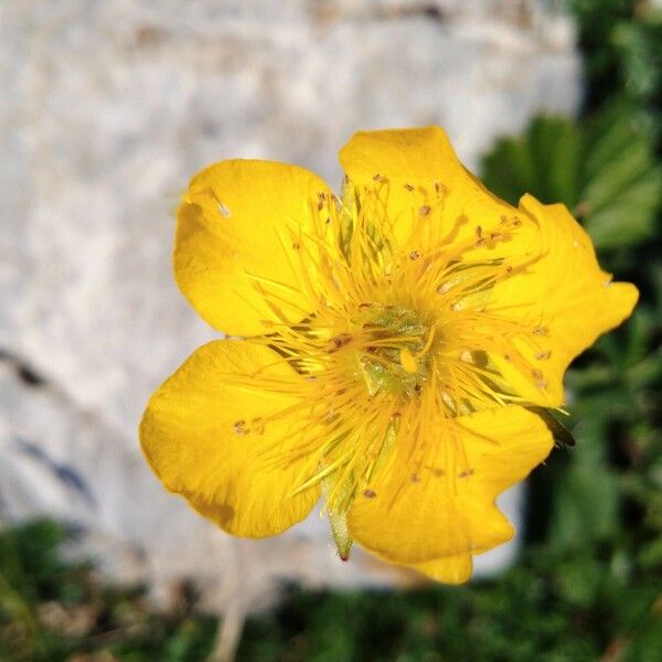 Geum pyrenaicum Õis