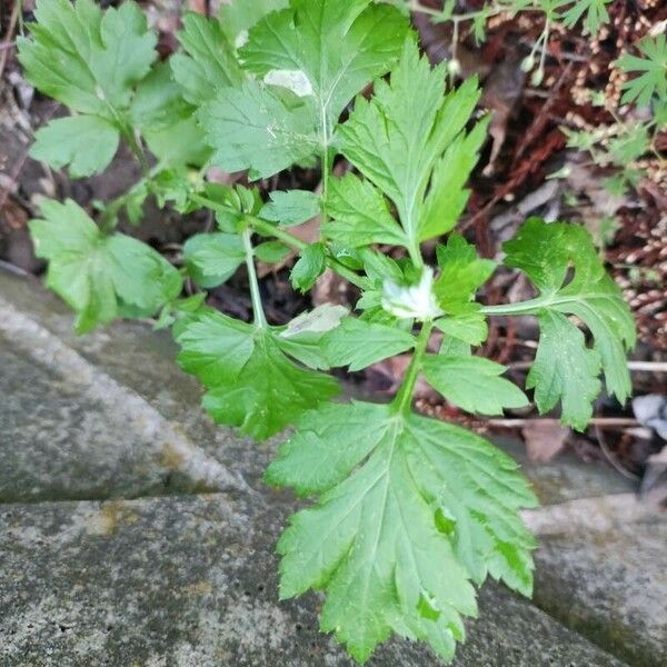 Artemisia vulgaris 葉