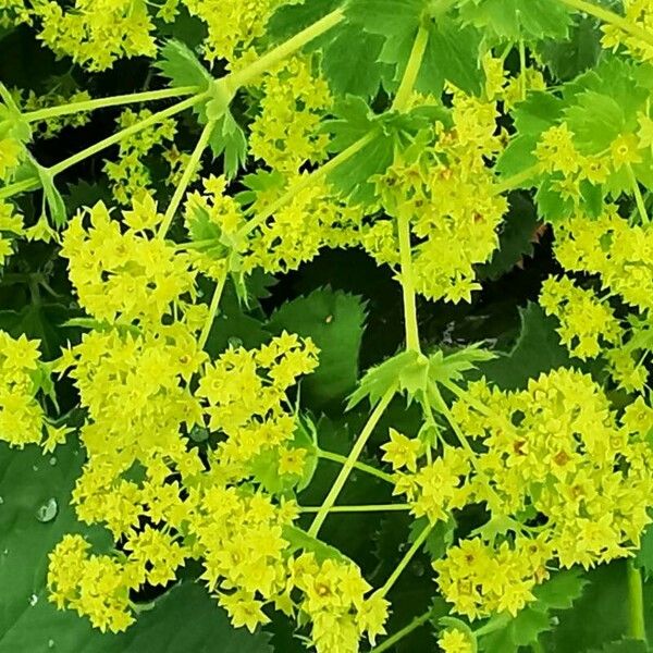 Alchemilla mollis Flor