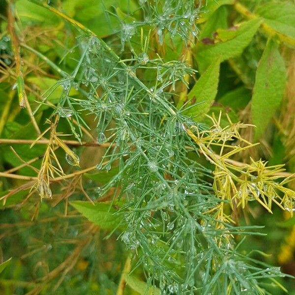 Asparagus officinalis Fuelha