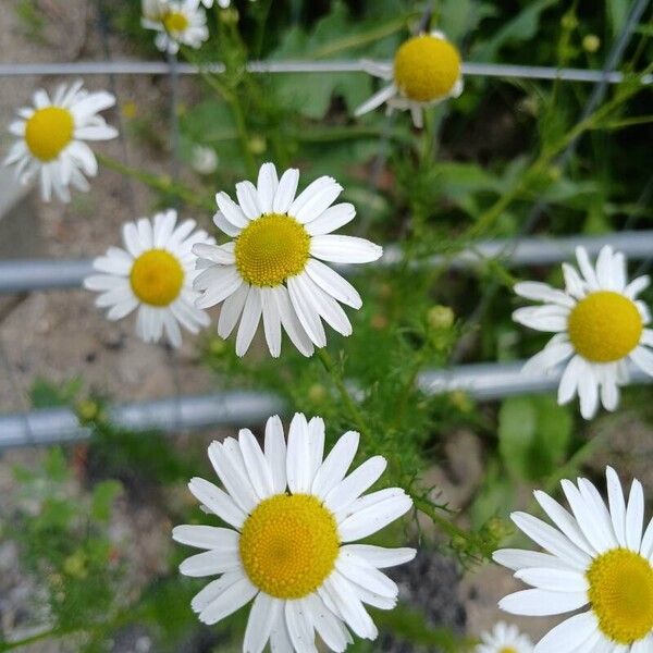 Tripleurospermum inodorum Flower