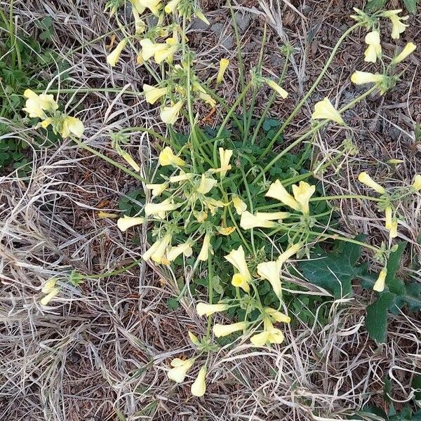 Oxalis pes-caprae Fiore