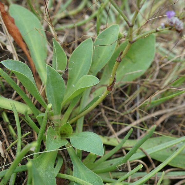 Limonium girardianum 葉