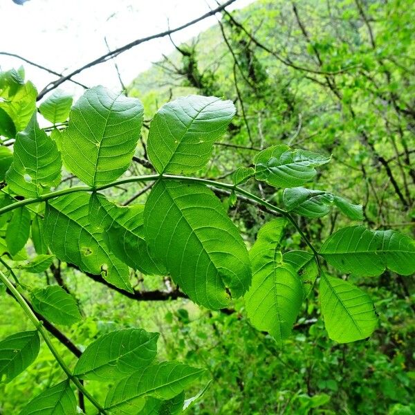 Fraxinus excelsior 叶