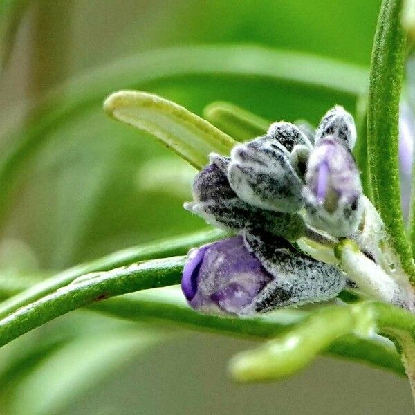 Rosmarinus eriocalyx फूल