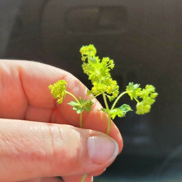 Alchemilla monticola Λουλούδι