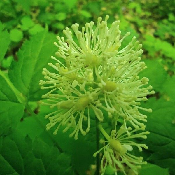 Actaea spicata Цвят