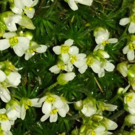 Galium verticillatum Flower