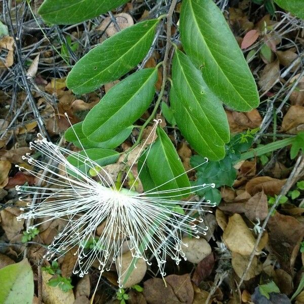 Morisonia flexuosa Цвят