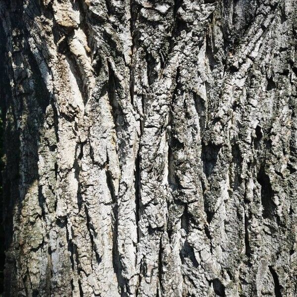 Populus nigra Bark