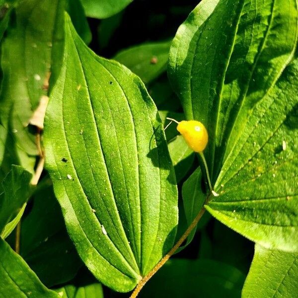 Prosartes hookeri Leaf