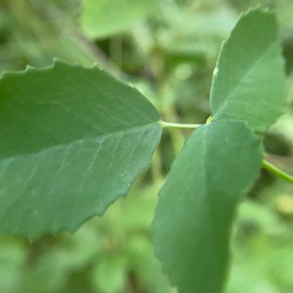 Melilotus officinalis ᱥᱟᱠᱟᱢ