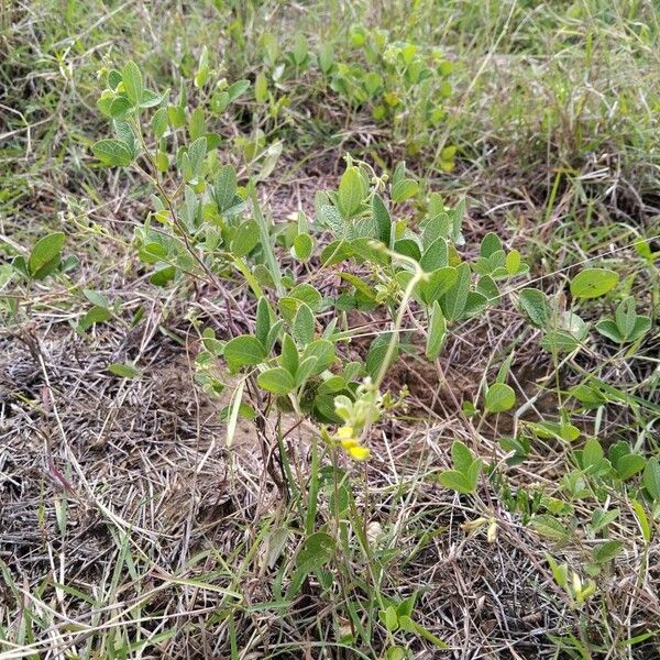 Cajanus scarabaeoides Habit