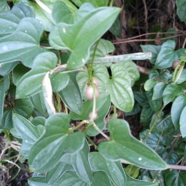 Dioscorea alata Fruit