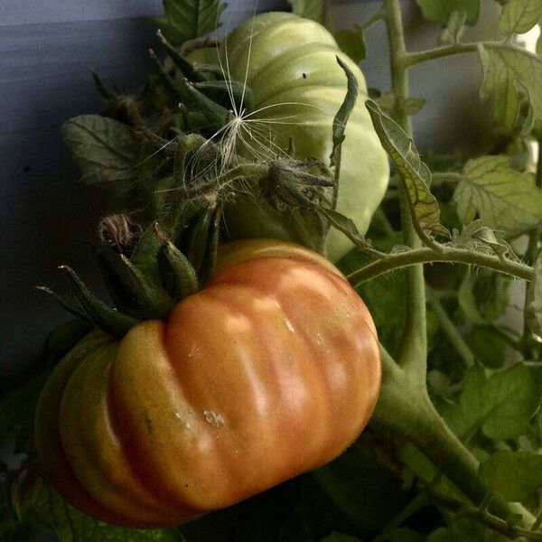 Solanum lycopersicum Frukto