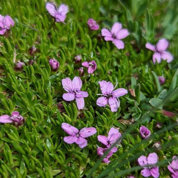 Silene acaulis Flower