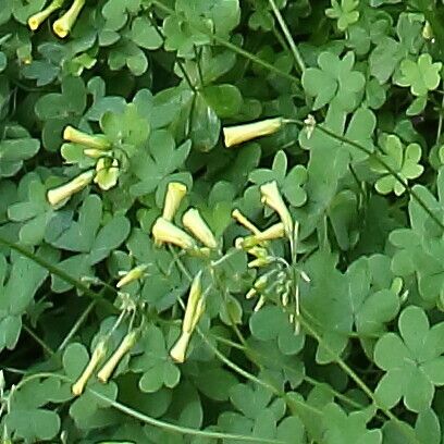 Oxalis pes-caprae Flors