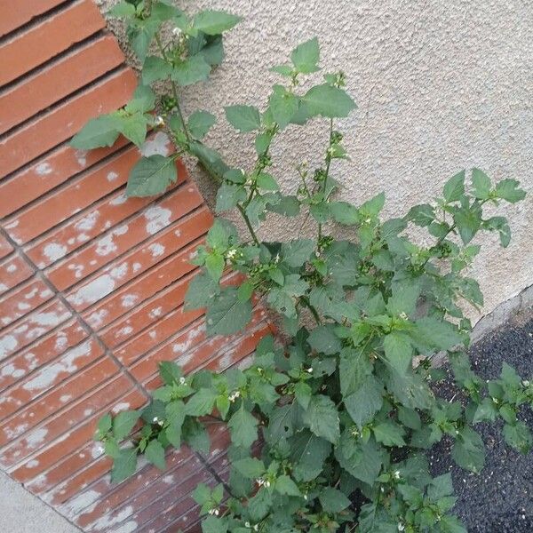 Solanum nigrum Hàbitat