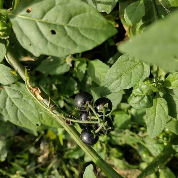 Solanum scabrum Fruto