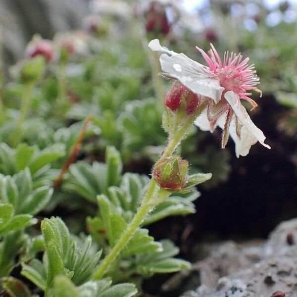 Potentilla nitida Hábitos